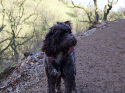 Pawsitive Grooming photo