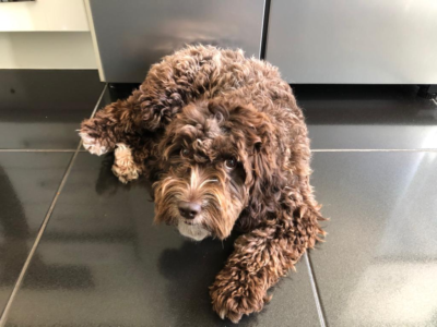 Bankstown Sports Park