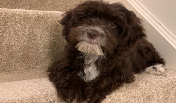 施術を受ける犬