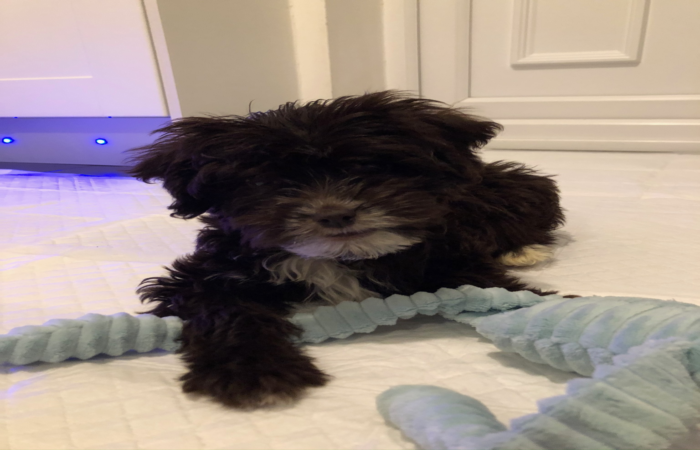 シャンプー施術のイメージ